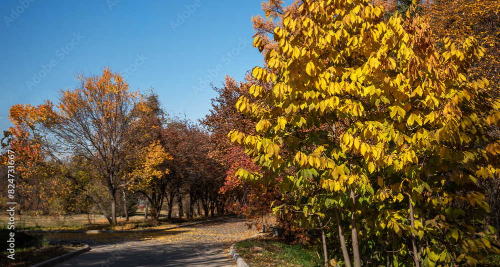 Naklejka premium a winding path through a park with trees in vibrant autumn colors, leaves scattered on the ground, under a clear blue sky