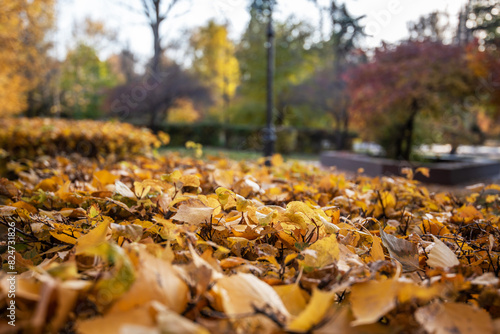a carpet of fallen yellow leaves covering the ground in a park  with a lamp post and trees displaying autumn hues in the softly focused background.