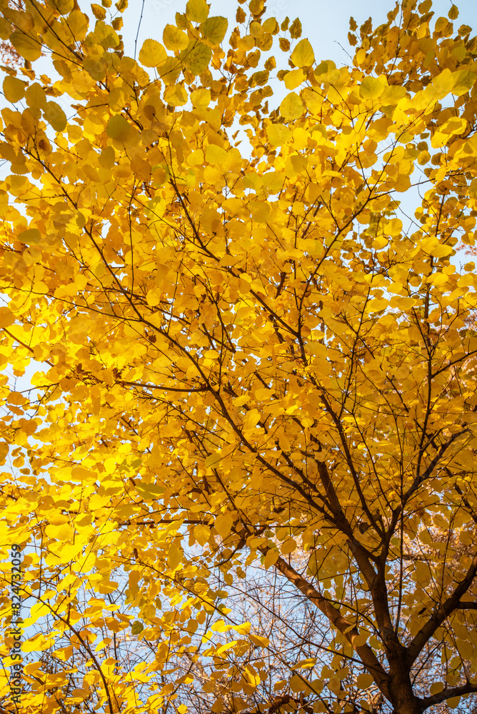 canopy of a tree with vibrant yellow leaves, backlit by the sun, creating a luminous effect with a clear blue sky in the background canopy of a tree with vibrant yellow leaves, backlit by the sun, creating a luminous effect with a clear blue sky in the background