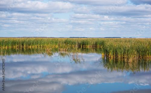 Reed lake on a bright day under a long blue sky. Green reeds on the water. White fluffy clouds are reflecting in the lake. Beautiful summer.