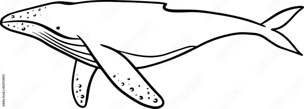 Humpback Whale Outline Illustration Kids Line Art Stock Vector | Adobe ...