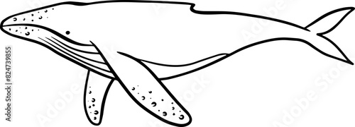 Humpback Whale Outline Illustration Kids Line Art