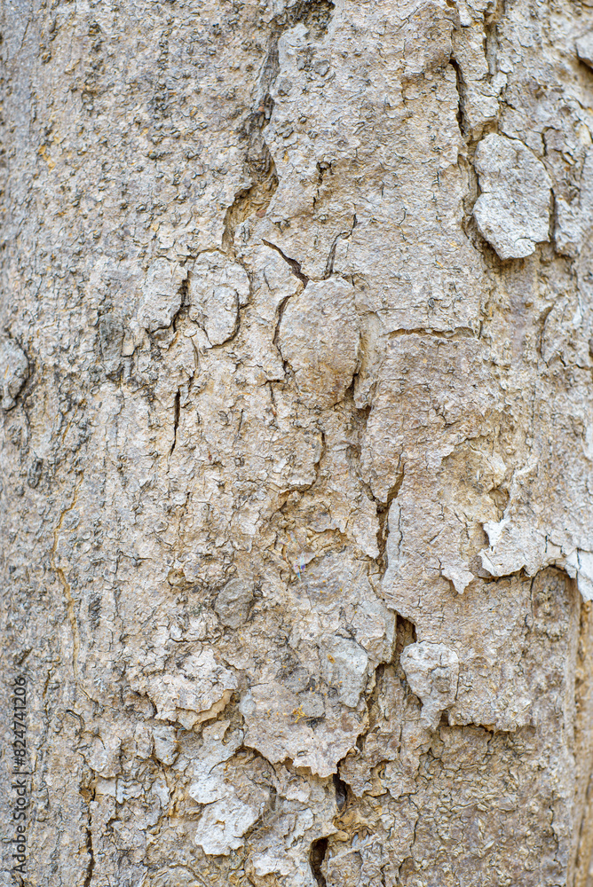 Texture of the bark of a tree trunk. Background, texture. Texture of the bark of a tree trunk. Background, texture.