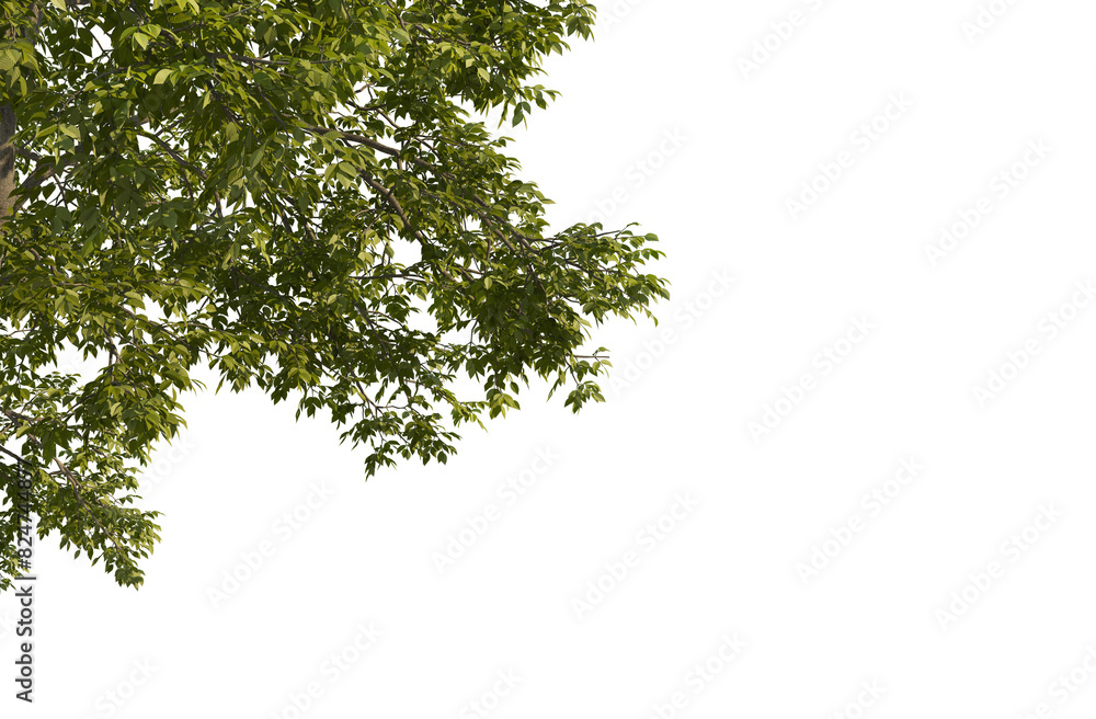 Big tree foreground, foliage leaves on corner border 3d render Big tree foreground, foliage leaves on corner border 3d render