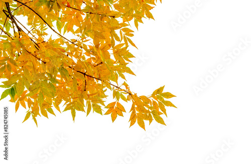 Yellow Ash Tree Leaves, foliage leaves on top border 3d render photo