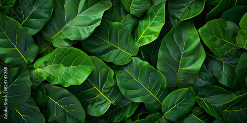 Tropical jungle green leaves background, horizontal Top down view