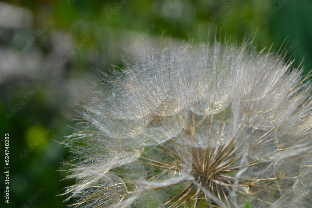 Obraz premium Taraxacum officinale, the dandelion. Closeup. White ball of dandelion called dandelion clock. Yellow flower heads turn into round balls of many silver-tufted fruits that disperse in the wind