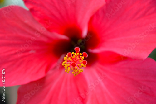 Red Hibiscus flower closeup view, macro. Widely known as rose mallow. Other names: hardy hibiscus, rose of sharon, and tropical hibiscus.  © PaulSat