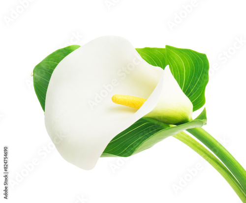  white Calla lilie with leaf isolated on a white background