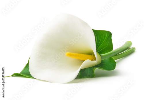  white Calla lilie with leaf isolated on a white background