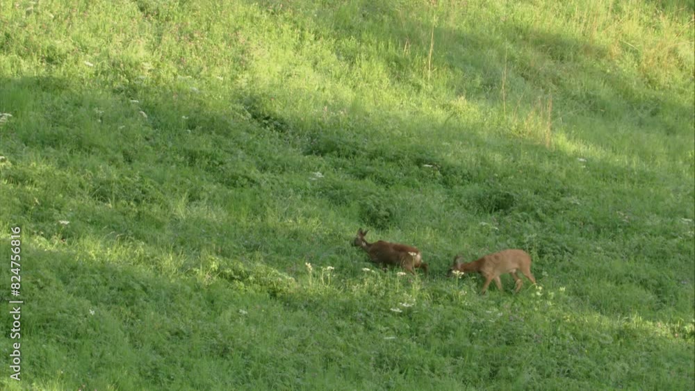 roe buck drives a roe deer (doe) on a meadow in summer roe buck drives a roe deer (doe) on a meadow in summer