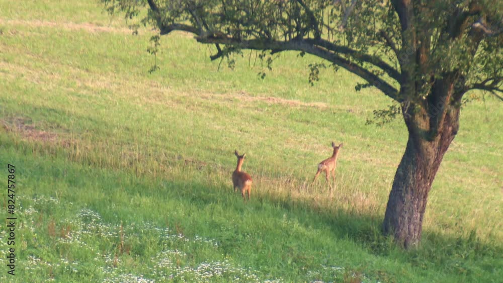 Roe deer with fawn on meadow in summer Roe deer with fawn on meadow in summer