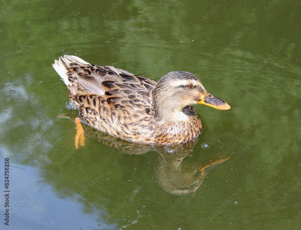 Fototapeta premium Stockente, Wildente, Anas platyrhynchos,