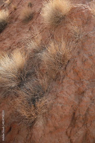 desert vegetation, desert grass, camel food, thorns, sparse vegetation on arid soil     photo