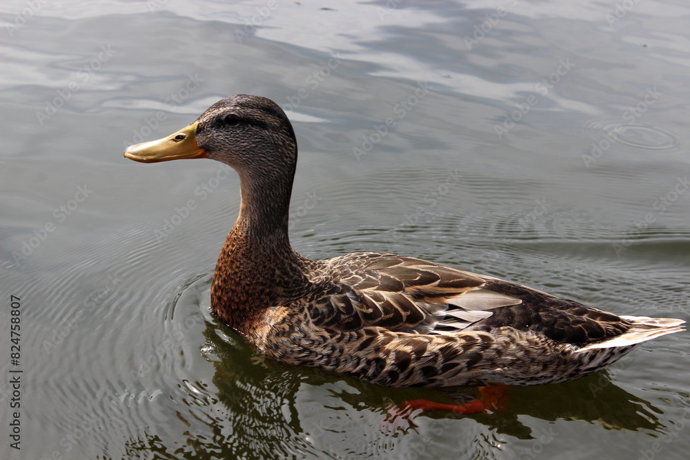 Obraz premium Stockente, Wildente, Anas platyrhynchos, 