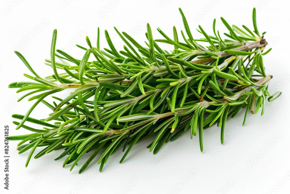 Fresh rosemary herb isolated on white background. Perfect for culinary uses, seasoning, and garnishing dishes with a natural, aromatic touch. Fresh rosemary herb isolated on white background. Perfect for culinary uses, seasoning, and garnishing dishes with a natural, aromatic touch.