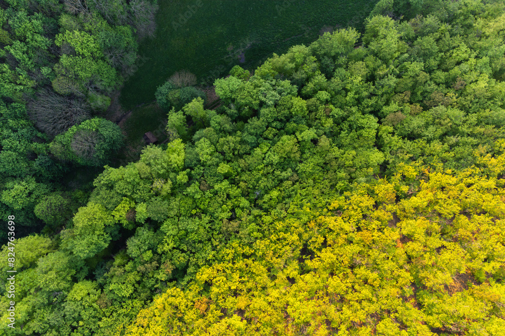 Naklejka premium Frischer Mischwald Luftaufnahme. Grüne Baumkronen