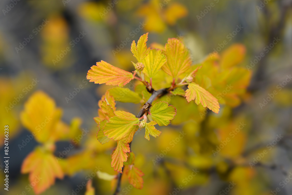 Ninebark Luteus leaves