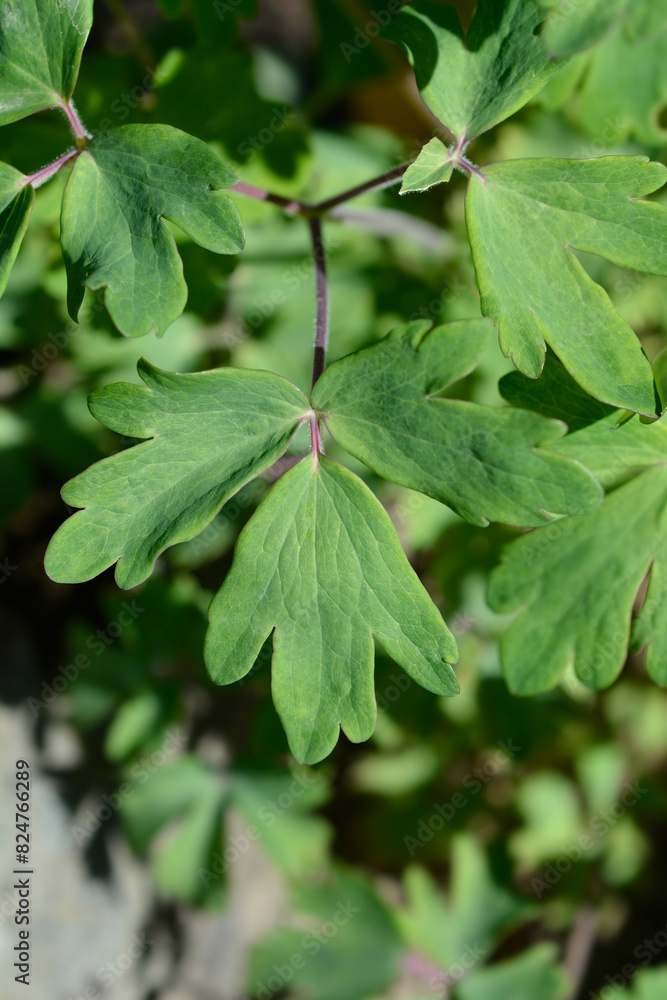Obraz premium Common columbine leaves