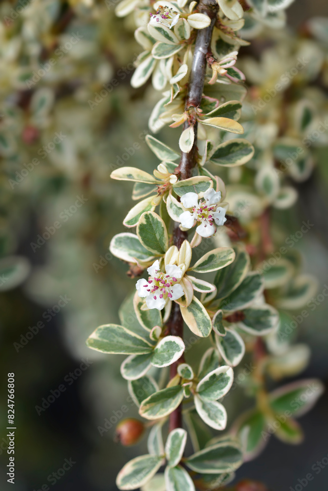 Swedish cotoneaster Juliette branch with flowers Swedish cotoneaster Juliette branch with flowers