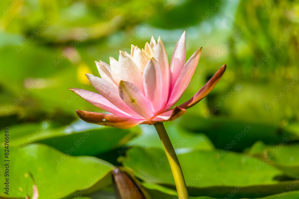 Water Lily in the pond at Mayfield Garden Water Lily in the pond at Mayfield Garden