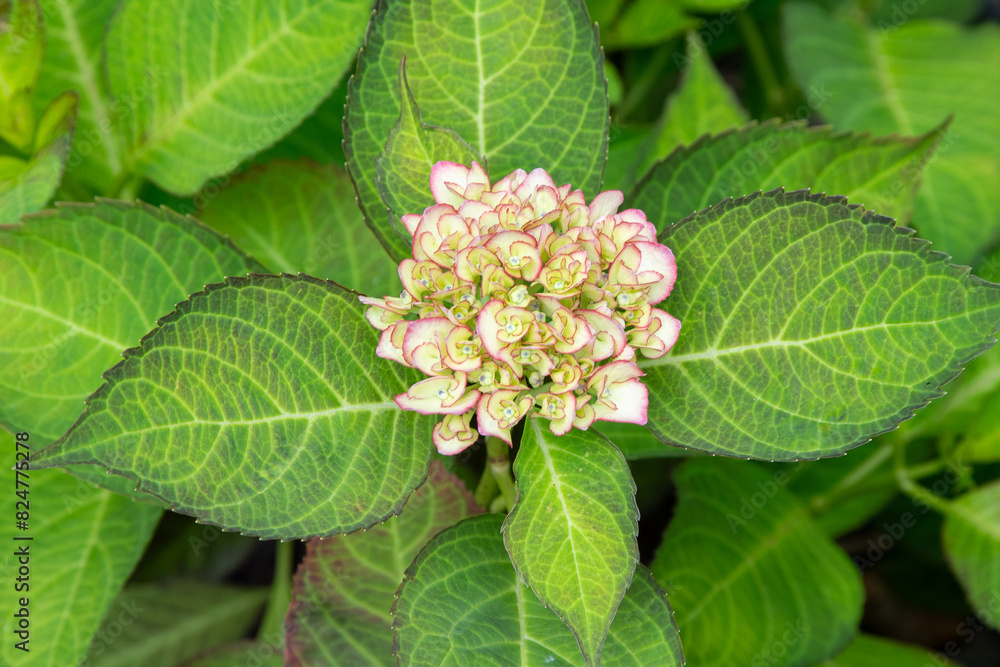 Pink hydrangea flowers in the garden. Bud close up. Grow a summer flower hortensia. Flora petals green leaves background. Pink hydrangea flowers in the garden. Bud close up. Grow a summer flower hortensia. Flora petals green leaves background.