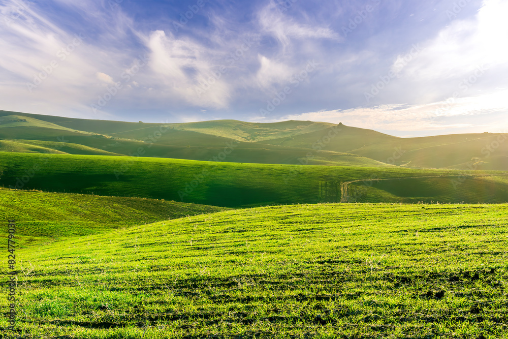 Fototapeta premium green field in countryside farm at sunset in evening light. beautiful spring landscape in hills. grassy field and hill. rural scenery