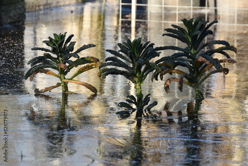 palm cabbage in the frozen high water of the vegetable garden in winter