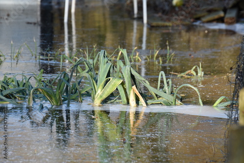leek in the high water of the vegetable garden that has frozen in winter
