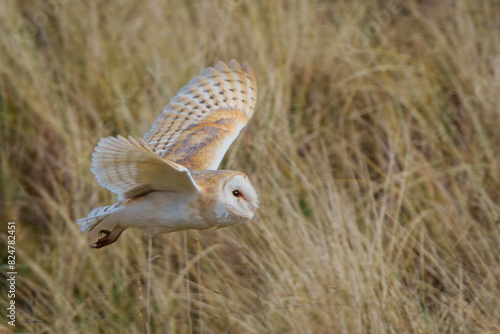 barn owl in flight photo