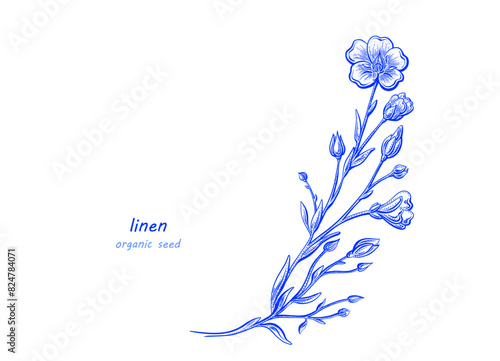 Flax flower template. Vector hand drawn art sketch
