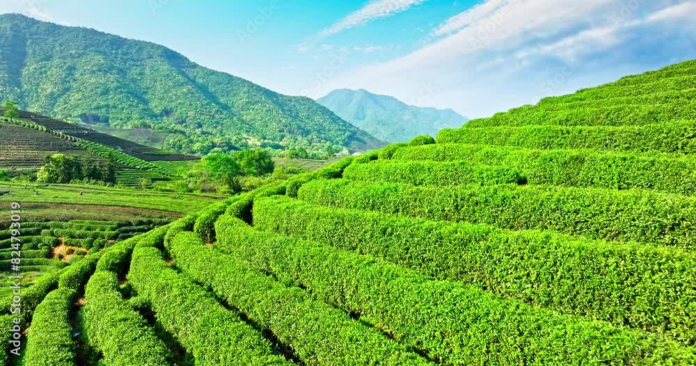 Aerial view of green tea plantation and mountain nature landscape in spring Aerial view of green tea plantation and mountain nature landscape in spring