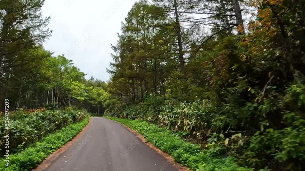 紅葉が美しい山道をドライブ