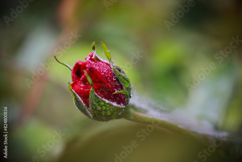 red roses on the bushes