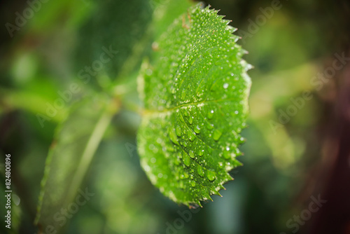 drop of water on leaves in the forest