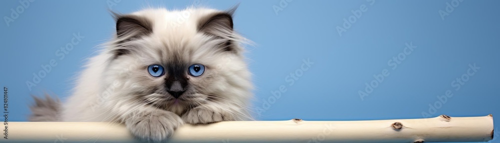 Cute fluffy kitten with striking blue eyes, lying on a wooden perch against a soft blue background, capturing a moment of innocence.