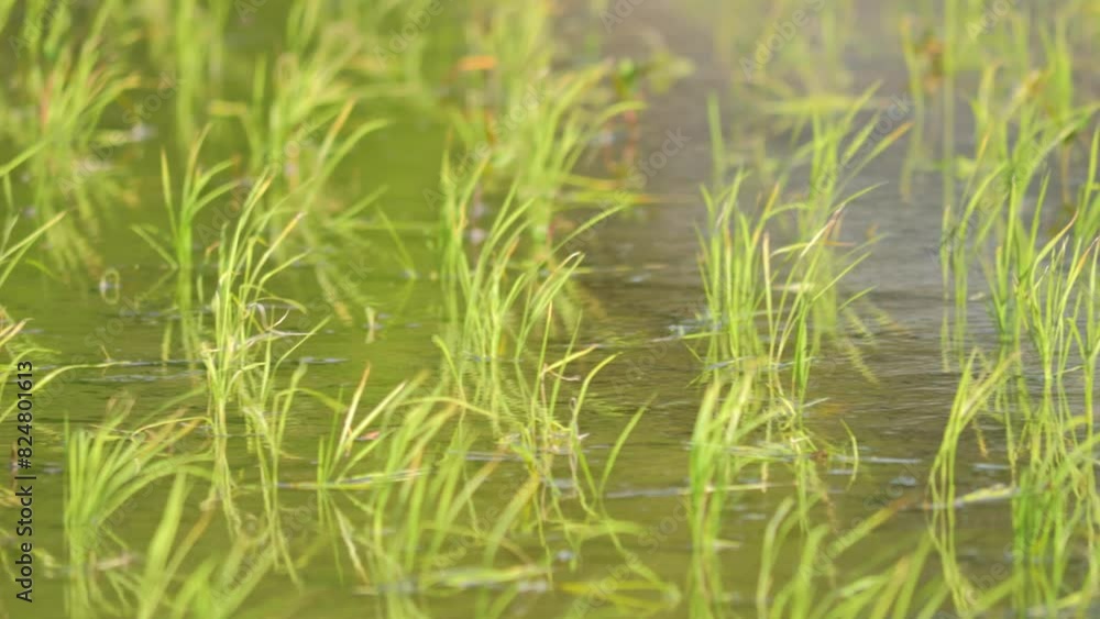 rice field with lush green rice plants and water rice field with lush green rice plants and water