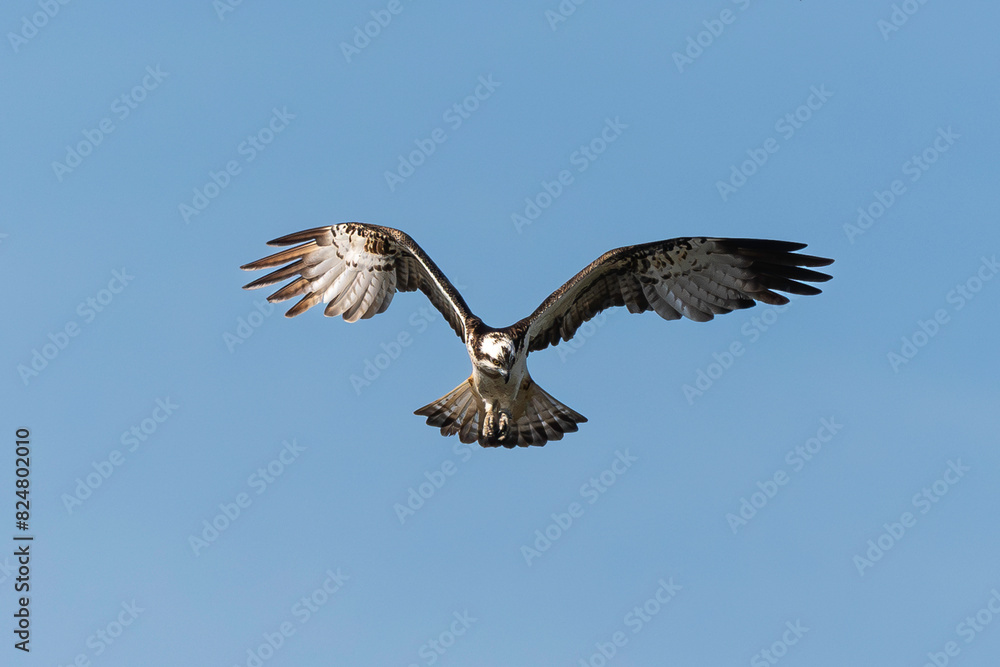 Fototapeta premium Balbuzard pêcheur, Pandion haliaetus, Western Osprey