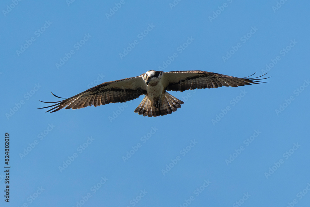 Obraz premium Balbuzard pêcheur, Pandion haliaetus, Western Osprey