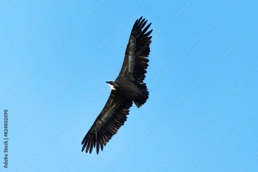 Vautour fauve,.Gyps fulvus, Griffon Vulture, Parc naturel régional des grands causses 48, Lozere, France Vautour fauve,.Gyps fulvus, Griffon Vulture, Parc naturel régional des grands causses 48, Lozere, France