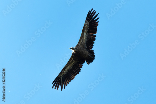 Vautour fauve .Gyps fulvus  Griffon Vulture  Parc naturel r  gional des grands causses 48  Lozere  France