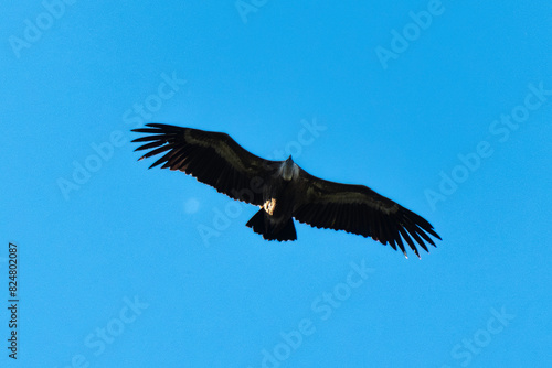 Vautour fauve .Gyps fulvus  Griffon Vulture  Parc naturel r  gional des grands causses 48  Lozere  France