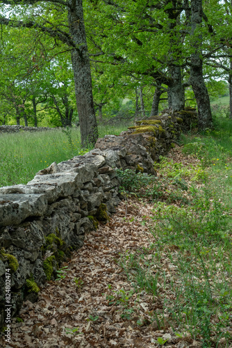 muret en pierre sèche, Rivière sur Tarn, 12, Aveyron, Parc naturel régional des Grands Causses, France