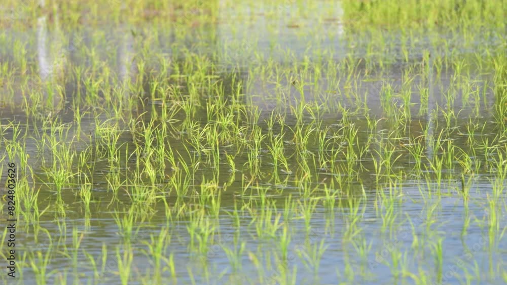rice field with lush green rice plants and water rice field with lush green rice plants and water
