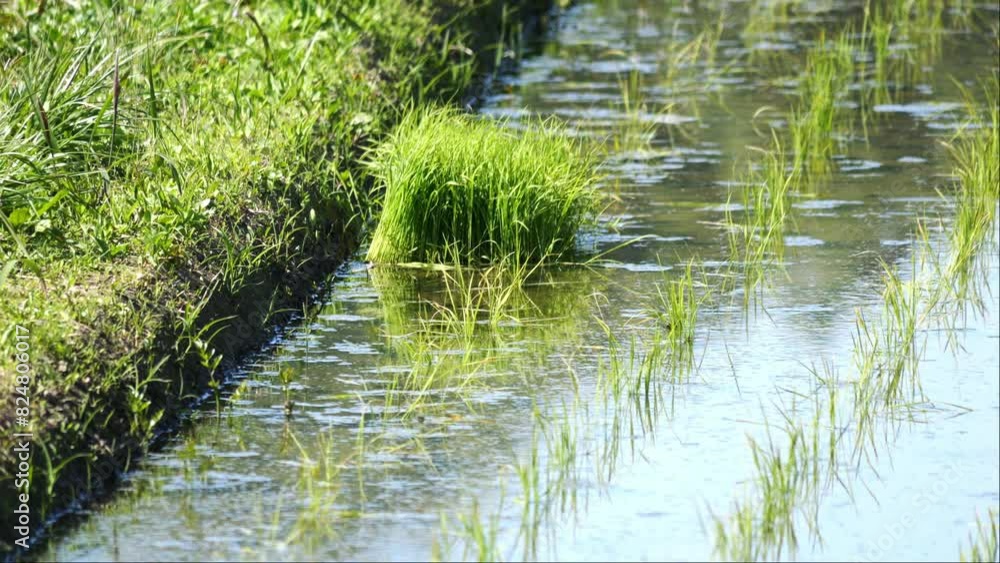 rice field with lush green rice plants and water rice field with lush green rice plants and water