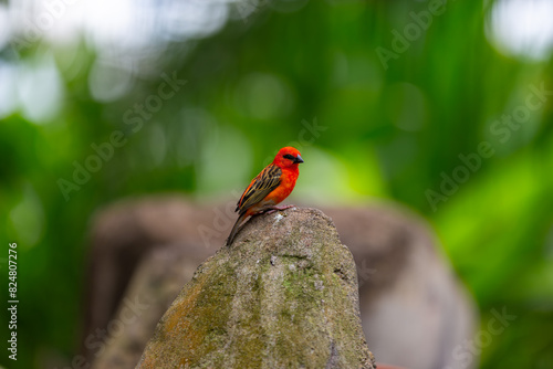 Roter Webervogel auf einem Stein photo