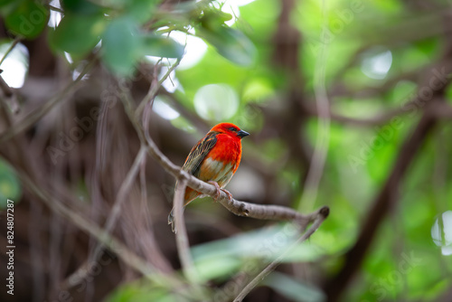 Roter Webervogel auf einem Ast photo