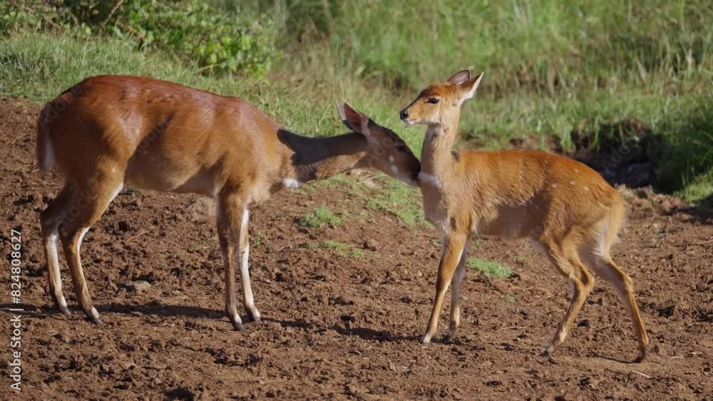 Bushbuck antelope caring for a cub safari Kenya Bushbuck antelope caring for a cub safari Kenya