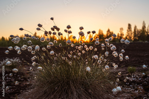 Tussock cottongrass (Eriophorum vaginatum) on the bog at spring during the sunset photo