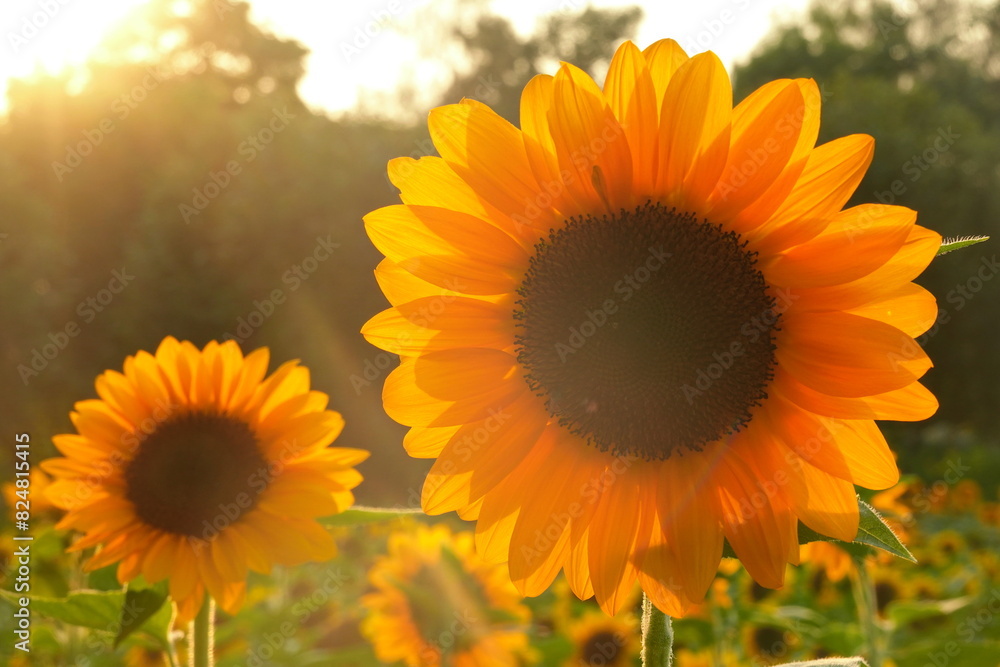 Fototapeta premium Field of sunflowers with the bright sunlight. Sunflower photos on the rear. Sunflowers are the flowers like sunny